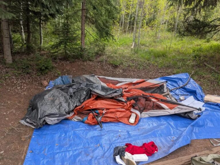 Campamento cerca de Vail prohíbe tiendas de campaña tras repetidos incidentes con oso negro en Eagle County