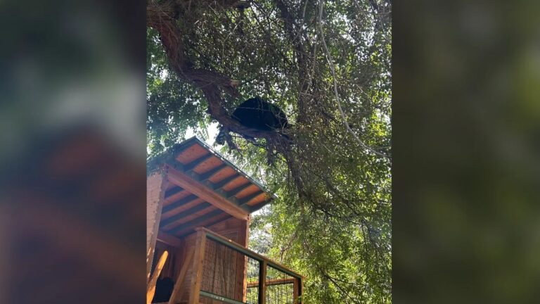 Oso en Louisville es reubicado tras varios días en un vecindario