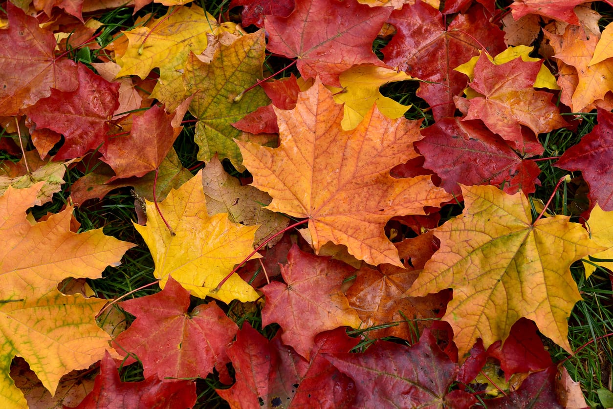 Reciclaje en Denver: Participa en el Programa LeafDrop para Desechos de Otoño