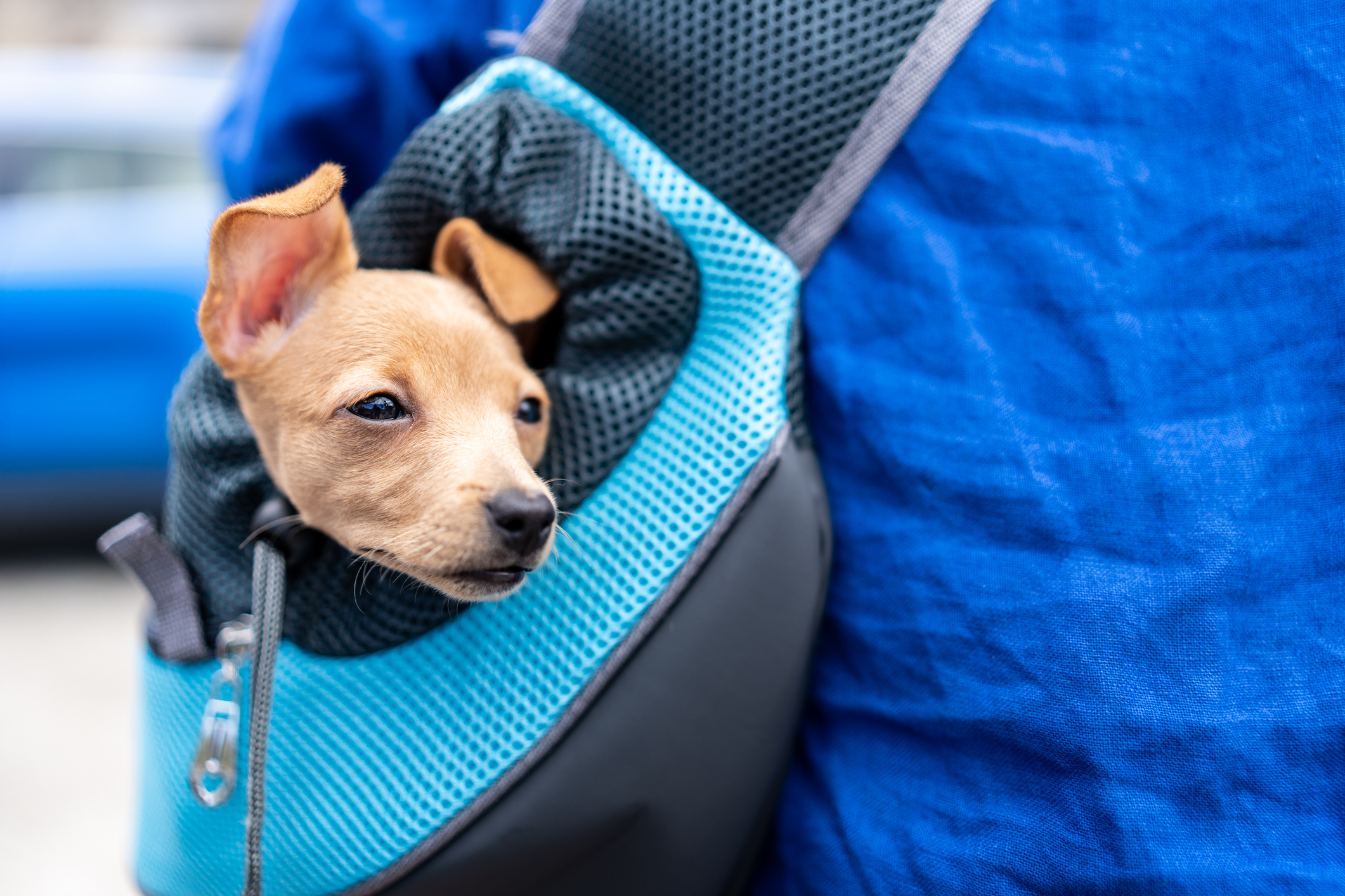 Viajes con Mascotas: Aerolíneas y Aeropuertos Renovando sus Servicios Pet-Friendly