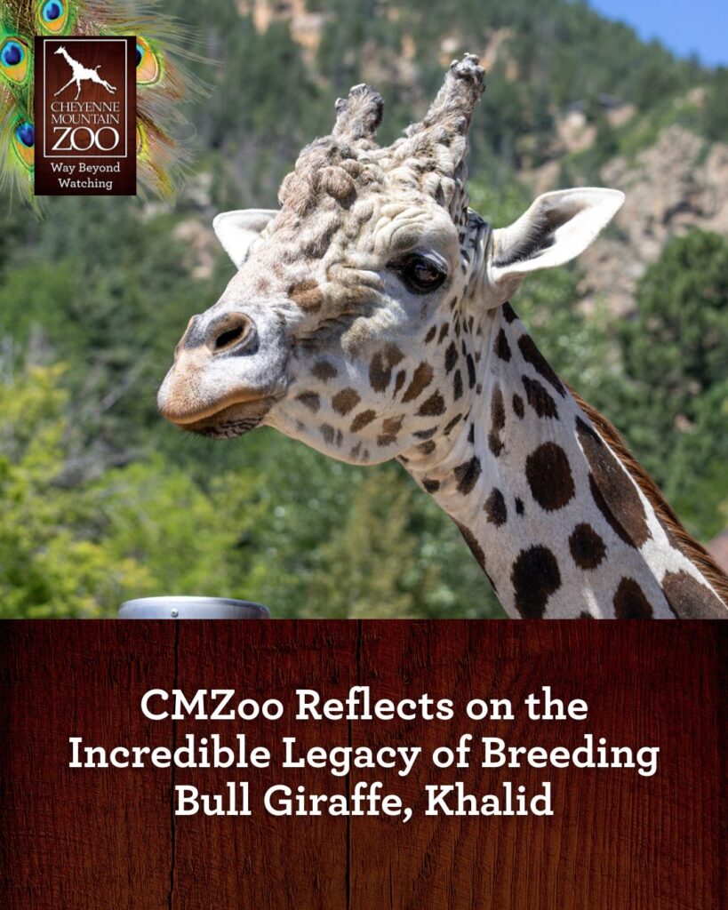 Muere jirafa del zoologico Cheyenne Mountain a los 17 años