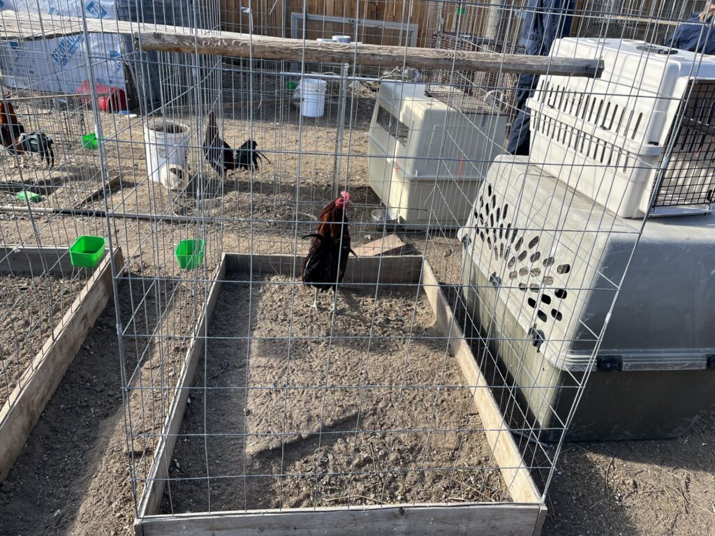 Autoridades decomisan aves presuntamente usadas para peleas ilegales en Commerce City