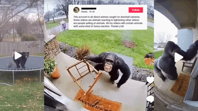 Zoológico de Kansas alerta sobre contenido de animales generado con inteligencia artificial
