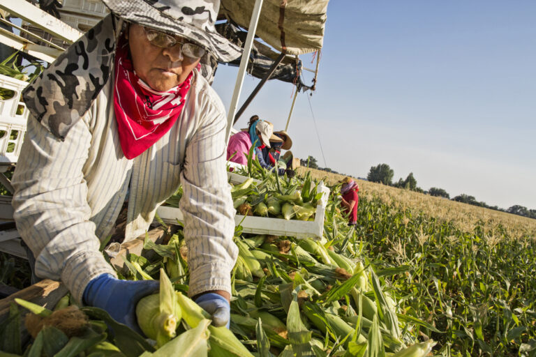 El insecticida casi universal en el maíz ahora enfrenta posibles restricciones legislativas en Colorado