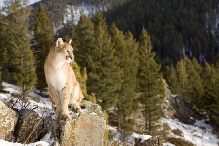 Muere una mujer en presunto ataque de un puma en sendero cercano a Estes Park