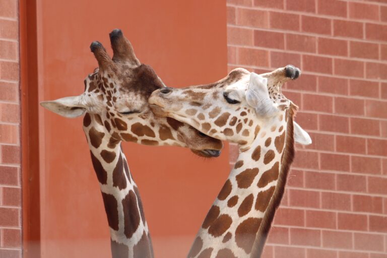Jirafa zoológico de Colorado Springs recibirá a macho del Denver Zoo como parte de un plan nacional de conservación