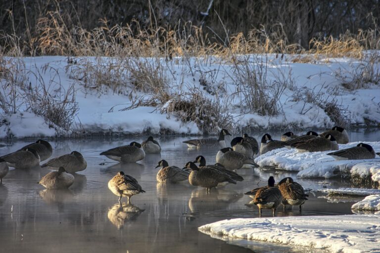 Patos migratorios llenan lagos y parques del área metropolitana durante el invierno