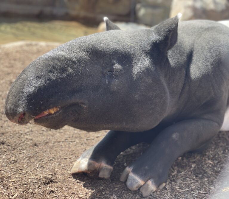 Tapir del Zoológico de Denver murió por sobredosis accidental de suplemento mineral