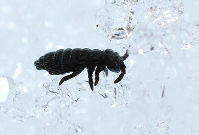 Pulgas de nieve: qué son los diminutos insectos negros que aparecen tras tormentas invernales?