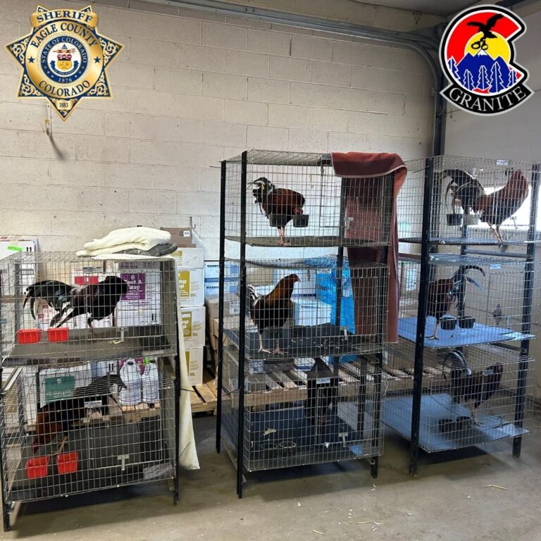 17 gallos rescatados tras parada de tráfico en el oeste de Eagle County
