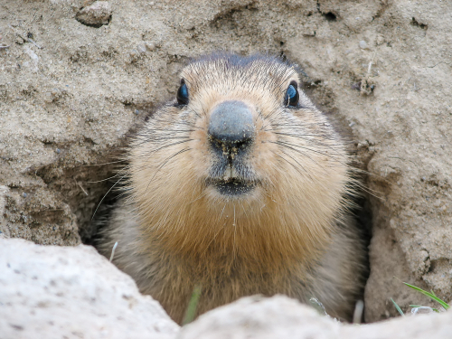 Día de la Marmota 2026 confirma seis semanas más de invierno tras el pronóstico de Punxsutawney Phil