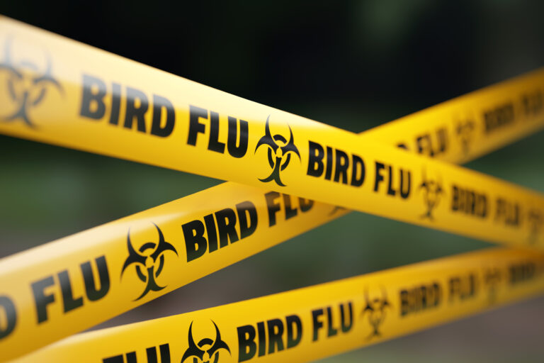 Influenza aviar se intensifica en Colorado en 2026: brotes en granjas y aves silvestres elevan la alerta sanitaria