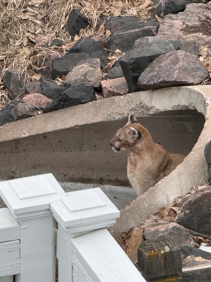 Alertan a dueños de mascotas tras ataques de puma en el Condado Jefferson