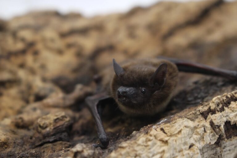Murciélago excepcionalmente raro es documentado por primera vez en el norte de Colorado