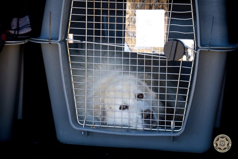 Maltrato: rescatan más de 150 animales en el condado de Delta