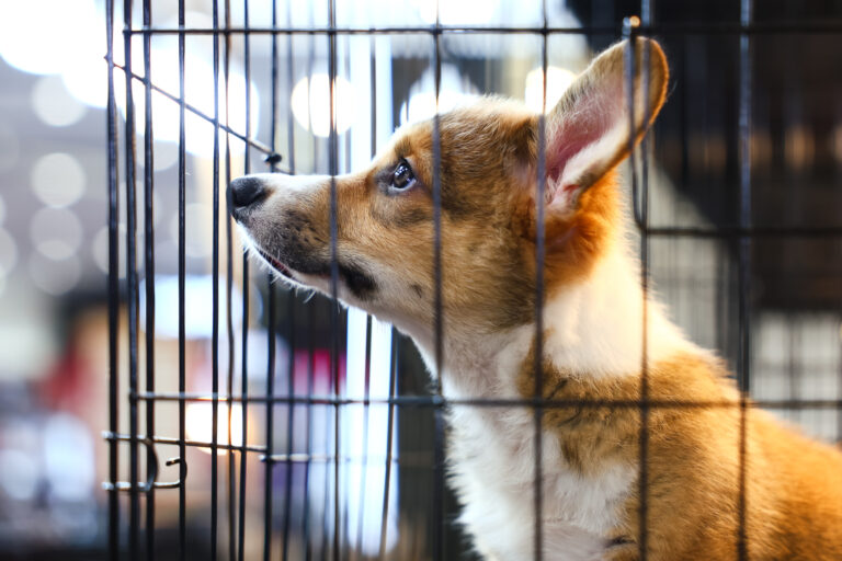 Avanza proyecto para prohibir venta de perros y gatos de criaderos comerciales en Colorado