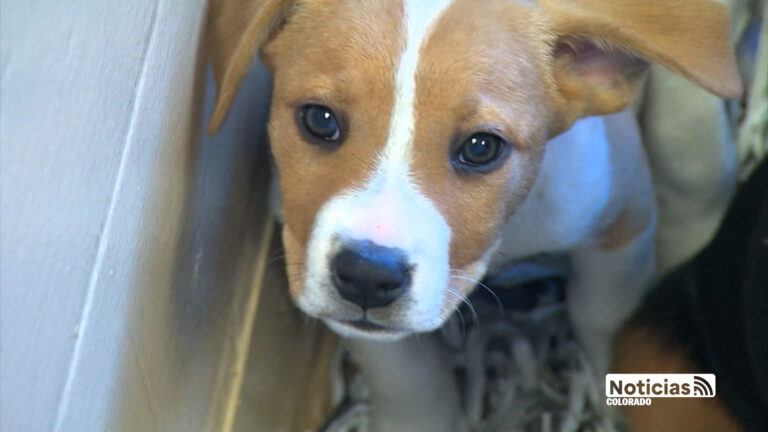 En la mira los “puppy mills”: legisladores impulsan nueva prohibición