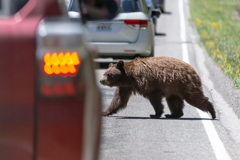 Colorado ofrece $1 millón para prevenir conflictos con osos