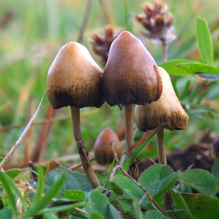 Estudio revela que despenalización de la Psilocibina aumentó el uso de hongos psicodélicos en Colorado