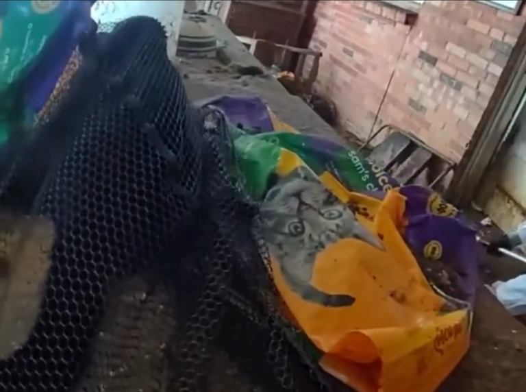 Rescatan 114 gatos de una vivienda en Arvada