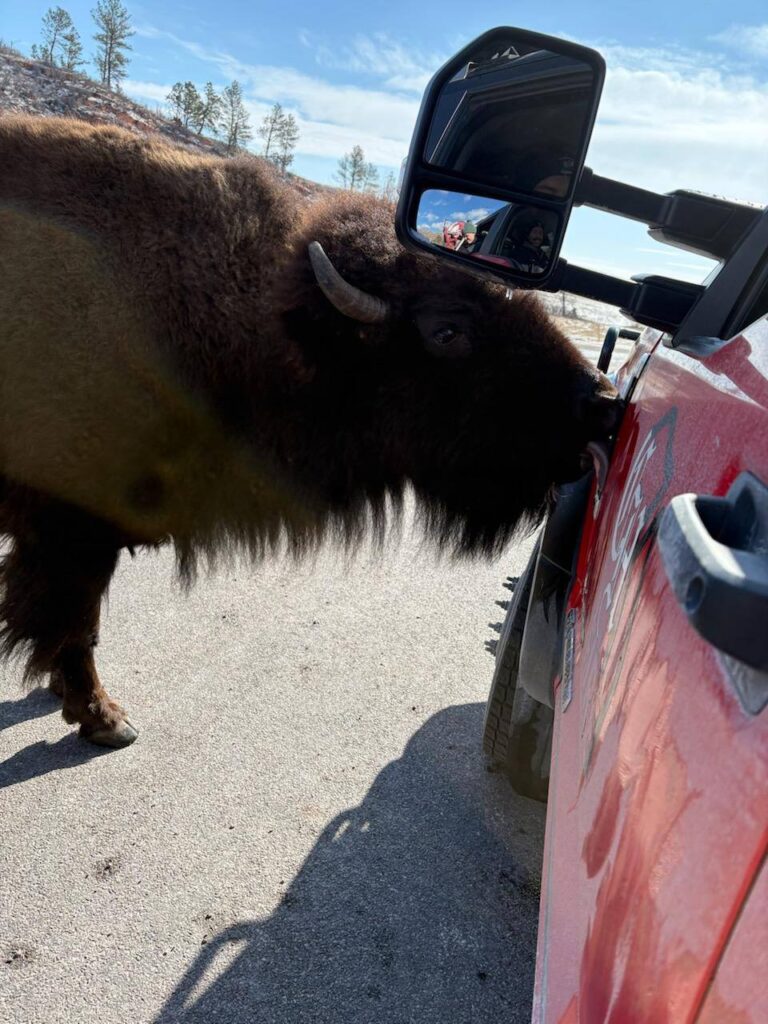 Bisontes sorprenden a bomberos al lamer camión durante incendio forestal