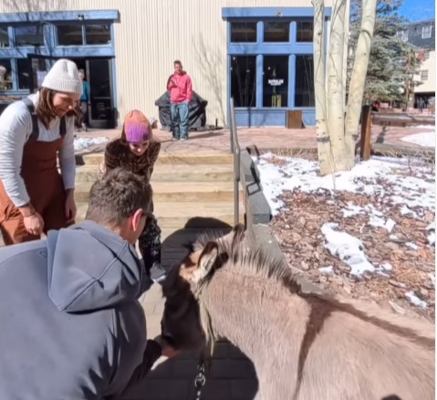 Un burro en Colorado se ha convertido en sensación en redes sociales