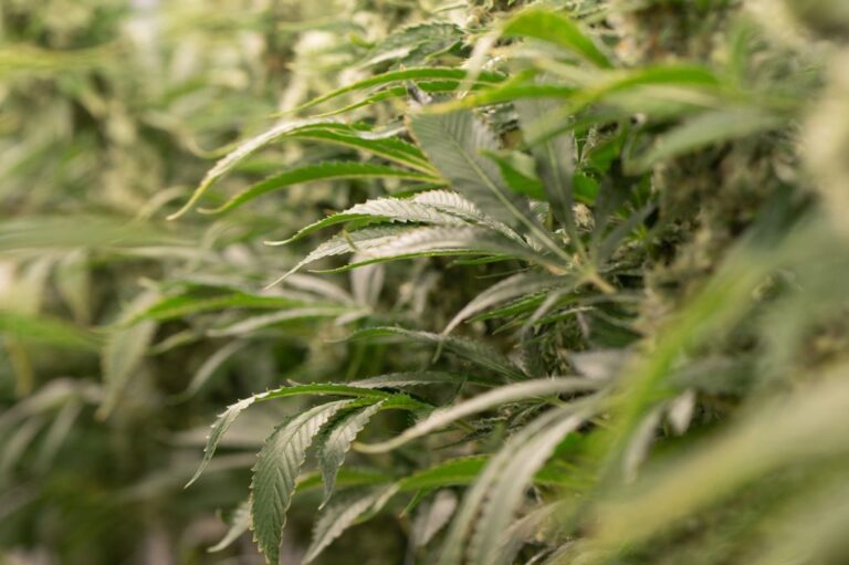 Empresa de cannabis cerrará una instalación de cultivo en el norte de Denver y despedirá a 132 empleado