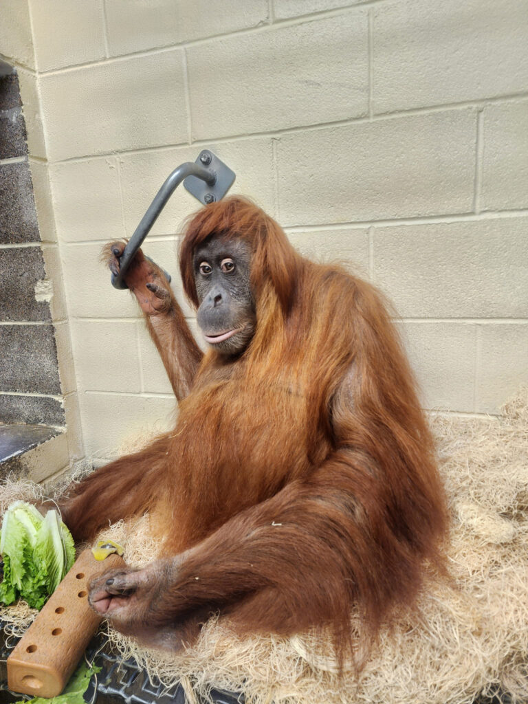 Orangtuana en Zoológico de Denver embarazada de su primera cría