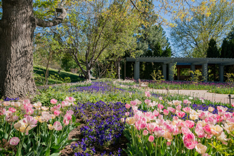 Miles de tulipanes afectados por hongo en Denver Botanic Gardens