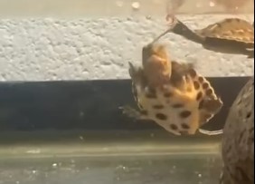 Nacen tortugas en peligro crítico en el Downtown Aquarium de Denver