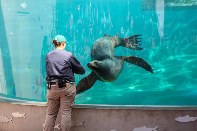 Contratista responde a demanda del zoológico por hábitat de leones marinos y reclama $800,000 pendientes