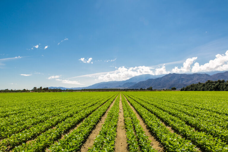 Agricultores enfrentan sequía y altos costos antes de la temporada de mercados agrícolas en Colorado