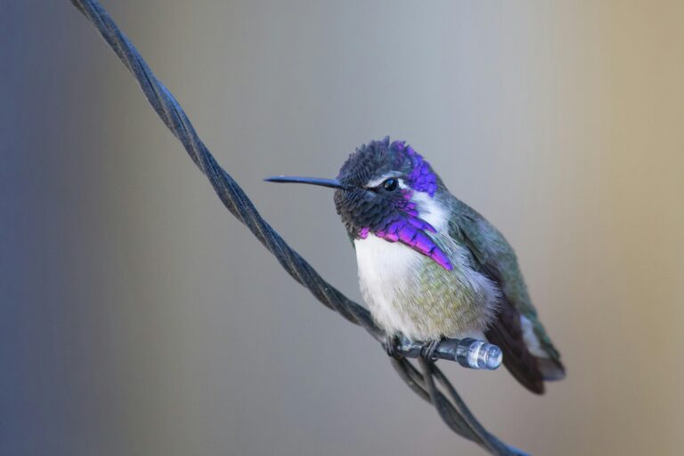 Colibríes llegan a Colorado antes de lo previsto esta primavera y expertos recomiendan cómo atraerlos
