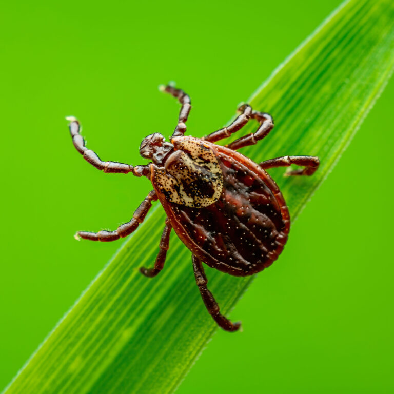Veterinarios alerta sobre garrapatas con enfermedad de Lyme detectadas en el estado de Colorado