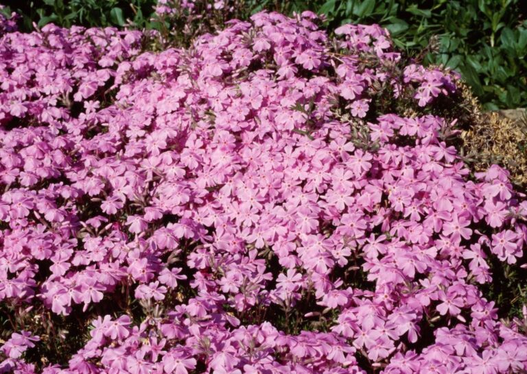 Alerta de congelación amenaza árboles frutales tras floración temprana