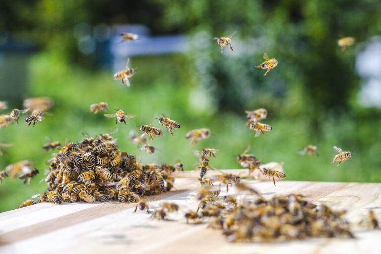 Enjambres de abejas en Denver se adelantan un mes por clima cálido y anticipan temporada más larga