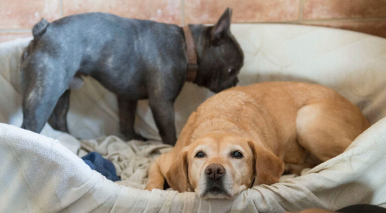 Estudio con perros de la Universidad Estatal de Colorado busca avances en salud cognitiva humana y enfermedades como la demencia