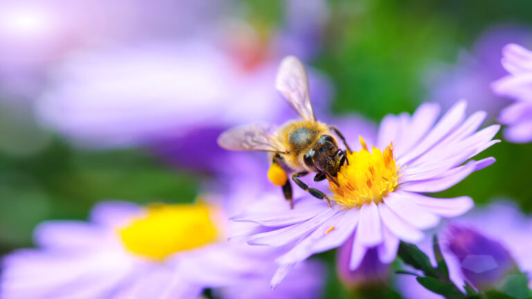 Cómo puede proteger su jardin ante la sequía?