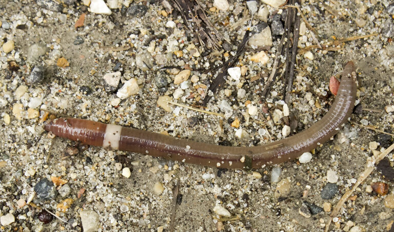 Alertan por gusano invasor “crazy worm” que amenaza la salud del suelo y las plantas en Colorado