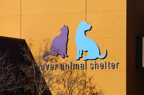 Denuncian eutanasia de perro en refugio municipal de Denver