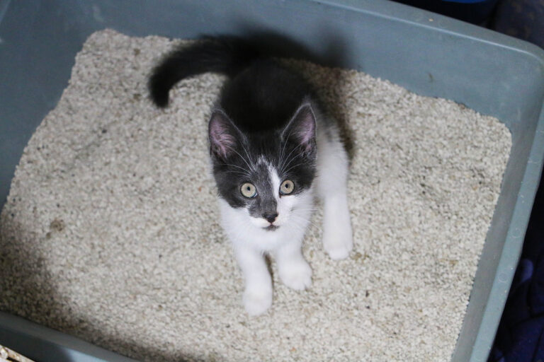 Refugio de Animales de Denver reporta sobrepoblación de gatos tras caso de acumulación y lanza adopciones a bajo costo