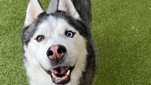 Perro es hallado muerto dentro de vehículo robado por cuidador de mascotas