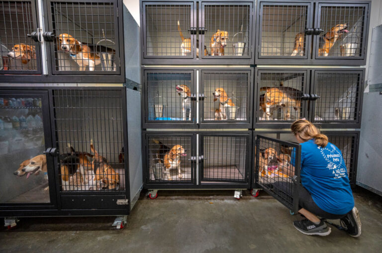 Rescatan 1,500 beagles de instalación de investigación en Wisconsin y serán dados en adopción en todo el país