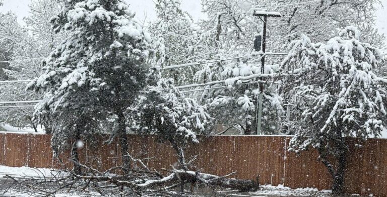 Esto deben saber los residentes si un árbol cae en su propiedad en Colorado